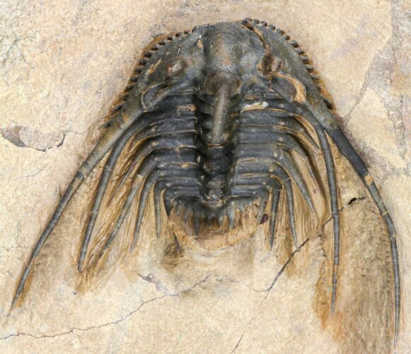 Kettneraspis Trilobite (Long Occipital Horn) - Lghaft, Morocco #125136